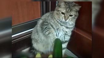 小猫吃瓜视频模板,小猫吃瓜视频萌翻网友