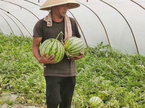 吃瓜最新合集,吃瓜达人必看！最新合集深度解析