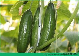 胆结石 吃瓜,吃瓜也能养生，揭秘瓜类食物的神奇功效