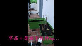 爷爷在院子吃瓜,夏日时光的美好回忆