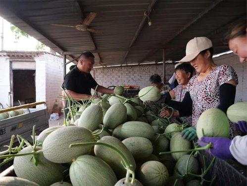 吃瓜吃到树上去了,体验“树上吃瓜”的独特乐趣