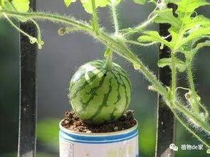 什么瓜可以盆栽吃呢,盘点适合盆栽食用的瓜类植物
