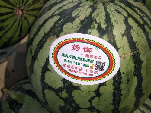 夜吹吃瓜,吃瓜群众狂欢时刻