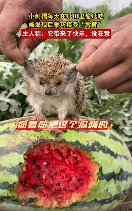 动物吃瓜,动物们的美食盛宴