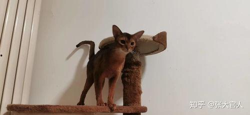 阿比猫舍吃瓜,揭秘网红猫咪的吃瓜日常