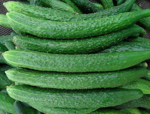 看瓜吃瓜吃黄瓜