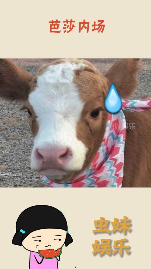 抖音找人吃瓜,一起围观热门吃瓜瞬间