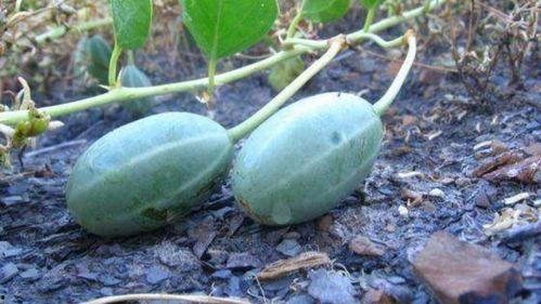 怀孕可以吃地龙瓜吗,地龙瓜在怀孕期间的适宜性探讨